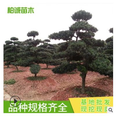 基地供應批發(fā) 造型羅漢松 園林綠化造型樹 易成活 造型松