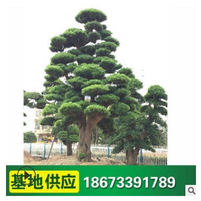 園林綠化苗木 造型羅漢松 園林公園小區(qū)植物 優(yōu)美風景樹