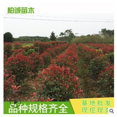 紅葉石楠球 彩色工程園林綠化工程苗木 批發(fā) 市政園林綠化景觀樹