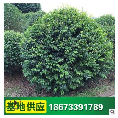 小葉女貞球 常綠常青樹苗批發(fā) 造型樹工程綠化苗 庭院綠化植物