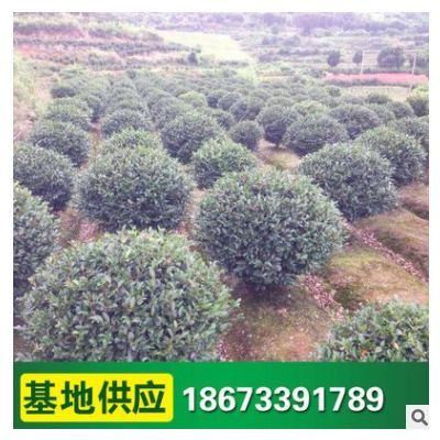 供應茶梅球 綠化苗木 茶梅小苗道路綠化 綠化灌木 價格優(yōu)惠