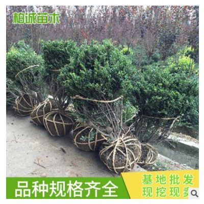 龜甲冬青球 供應工程綠化苗木 龜甲冬青小苗 園林綠化規(guī)格齊全