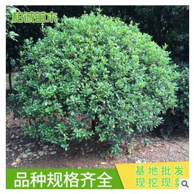 海桐球 綠化工程苗 樹形美 綠化灌木 園林庭院海桐球苗 價格優(yōu)惠