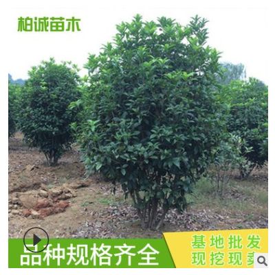 桂花球 城市綠化工程 市政園林綠化 大量供應(yīng)桂花樹(shù) 基地供應(yīng)