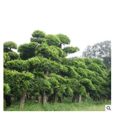 櫸樹基地 綠化苗木 櫸樹批發 工程苗木 規格齊全