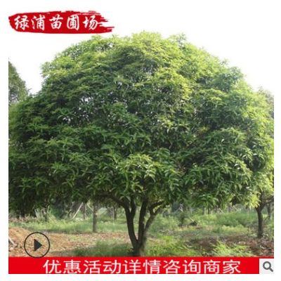 桂花樹苗批發 園林常綠喬木 桂花苗木長期供應