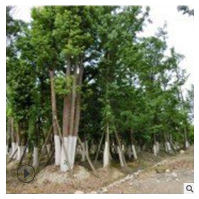 苗圃批發 香樟基地 從生香樟樹苗 四季常青