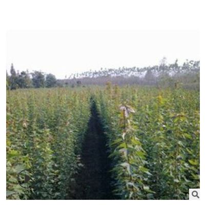 銷售工程苗圃庭院用苗 三角楓樹苗米徑3CM 規格齊全