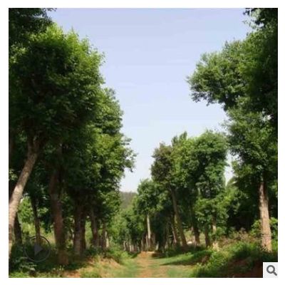 現貨批發基地樸樹苗 大量樸樹苗圃批發銷售 量大從優