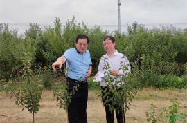 南京大學(xué)王保忠教授考察調(diào)研江蘇新沂梅花產(chǎn)業(yè)