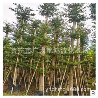 小葉欖仁容器苗細(xì)葉欖仁行道樹園林景觀工程苗木批發(fā)5-25CM綠化樹