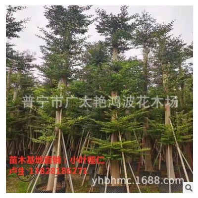 福建小葉欖仁細(xì)葉欖仁綠化工程基地直供錦葉欖仁綠化木行道樹批發(fā)