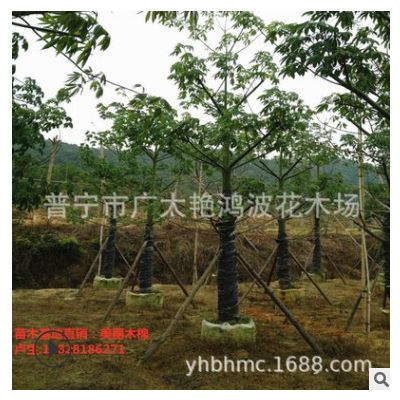 廣西大腹異木棉綠植美人樹美麗異木棉移植苗容器苗米徑5-25公分樹