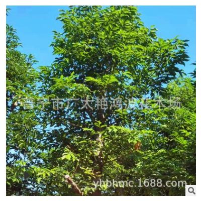 江蘇浙江安徽天竺桂樹苗8-30cm基地直銷綠化園林工程用苗量大從優(yōu)