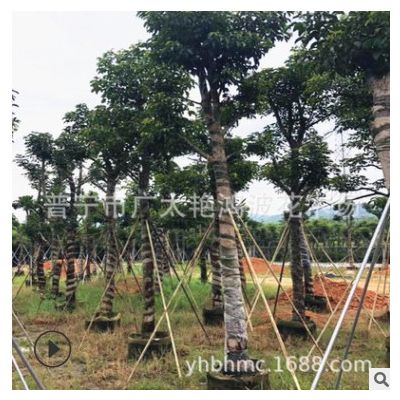 福建廣東揭陽普寧基地秋楓樹苗重陽木移植苗園林景觀樹木產(chǎn)地批發(fā)