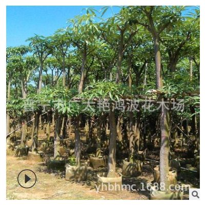 廣西糖膠樹苗木供應(yīng)廠家直銷橡皮樹批發(fā)盆架子行道公園綠化工程苗