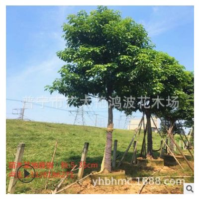 普寧基地批發(fā)綠化苗木秋楓樹苗圃種植批發(fā)秋楓公園小區(qū)行道樹綠化