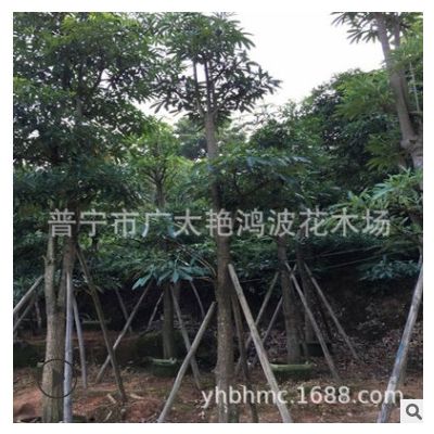 批發(fā)供應(yīng)盆架子假植苗綠化工程承包廠區(qū)綠化樹苗批發(fā)小苗移植樹苗