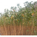 浙江西府海棠小苗*新報(bào)價(jià)/西府海棠小苗圖片