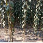 浙江櫻花母本苗信息