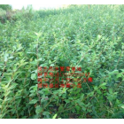 朱砂桂*新價(jià)格/朱砂桂報(bào)價(jià)