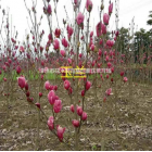 紫薇報(bào)價(jià)/浙江紫薇報(bào)價(jià)