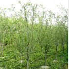 浙江赤楓新報(bào)價(jià)