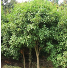 大雞爪槭行情報(bào)價(jià)/大雞爪槭圖片展示