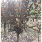 浙江供應(yīng)紅玉蘭規(guī)格*