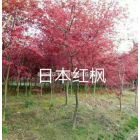 浙江[產(chǎn)品]/浙江日本紅楓2價(jià)格/報(bào)價(jià)