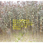 浙江[產(chǎn)品]/浙江美國紅艷紫薇價(jià)格/報(bào)價(jià)