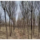 遼寧 丁香 叢生灌木 多年生