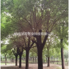 米徑13-16公分丁香，基地直營，運輸方便