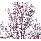 江蘇紅玉蘭價格 江蘇紫玉蘭價格 紅玉蘭批發(fā) 紫玉蘭供應