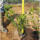 湖北武漢基地直供梔子花 小葉梔子 可供湖南 河南 江西 四川