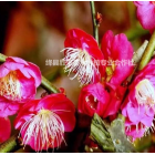 哪里有骨里紅梅樹？骨紅梅地徑10公分價格，12公分骨里紅梅報價