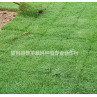 湖北荊州草坪百慕大草，果嶺草，馬尼拉草