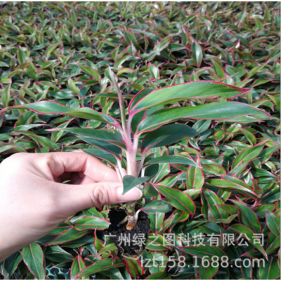 基地直供室內(nèi)觀賞花卉植物粗肋草穴盤苗萬年紅