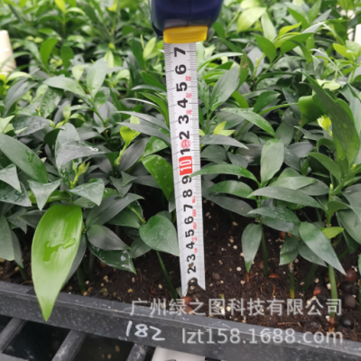 竹柏播種苗室內(nèi)觀葉植物四季常青花卉盆栽綠植苗花場(chǎng)批發(fā)觀葉植物
