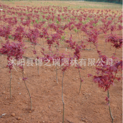 日本紅楓樹苗批發園林行道植物 中國紅楓樹 紅楓盆景日本紅楓小苗