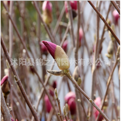 紫玉蘭盆栽 觀花氣味芳香室內盆景苗 綠化花木庭院種植紫玉蘭小苗
