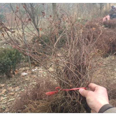 沭陽金焰繡線菊50公分高，金焰繡線菊二年生，金山繡線菊基地直銷