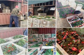 河北綠化用大花萱草行情