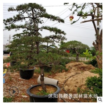 苗圃五針松盆栽價格 好看造型迎客松盆景苗公園景區(qū)綠化植物樹苗