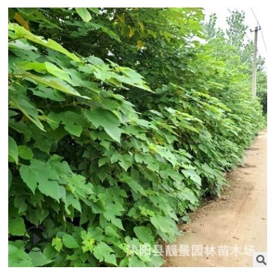 苗圃構(gòu)樹苗 楮樹苗 野葡萄樹荒山綠化 飼養(yǎng)構(gòu)樹葉南北方種植