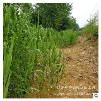 基地供應(yīng)水生蘆葦苗 公園水池水生植物 水體綠化 蘆葦根濕地綠化