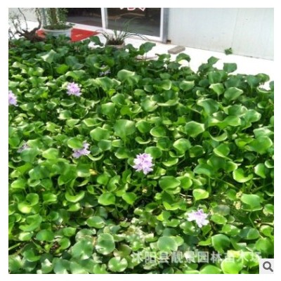 江蘇沭陽水生花卉批發(fā) 鳳眼蓮 水葫蘆水體綠化樹苗 河道治理植物