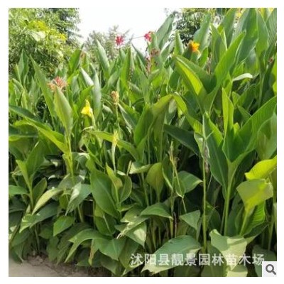 （自己苗圃）美人蕉 高度25 冠15 價錢2.5元 江蘇美人蕉基地批發(fā)