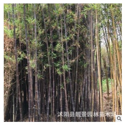 綠化 紫竹批發(fā) 秋冬紫 竹 盆栽庭院陽臺觀賞四季不落葉竹子植物