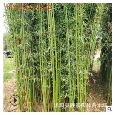 沭陽早園竹價格 青皮竹 四季種植 庭院景觀竹子樹苗 大量供應(yīng)